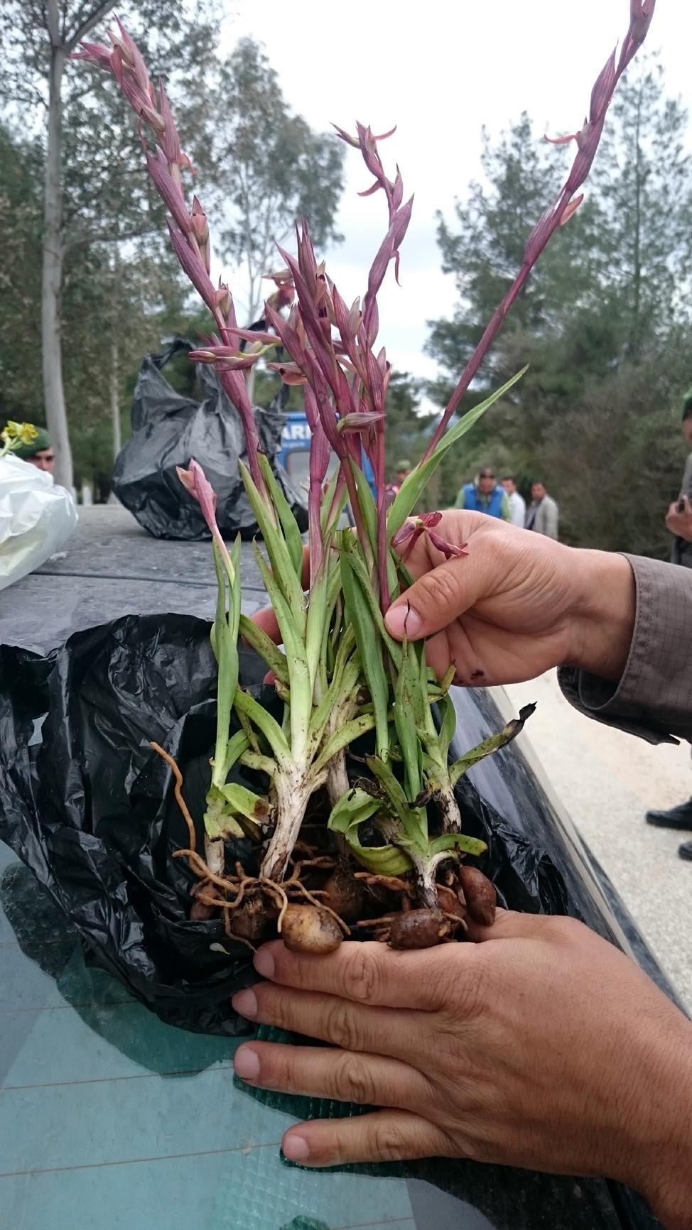 Biokaçakçı profesör ve 2 araştırmacı yakalandı Güncel Antalya Haberleri